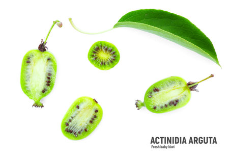 Baby kiwi or actinidia arguta isolated on white background. Top viewの写真素材