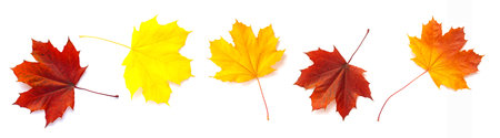 Autumn maple leaves isolated on white background, different colors.