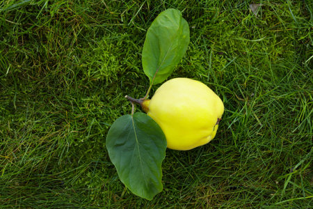 Ripe yellow juicy quince with green leaves on a grassの写真素材