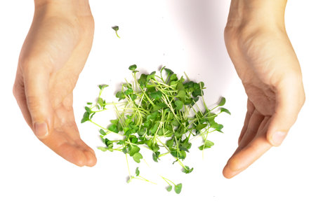 Microgreen radish sprouts in female hands. Raw sprouts microgreens, healthy eatingの写真素材