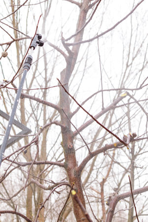 Garden sprayer nozzle spraying water or pesticide on bare tree branches in early spring. Seasonal...