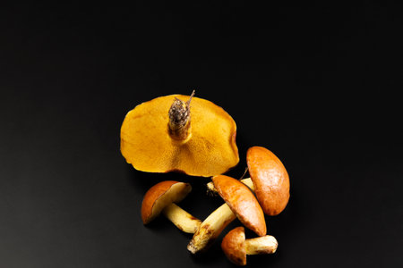 Group of fresh butter mushrooms on black background. Edible wild mushrooms with brown caps and yellow stems, natural forest food and organic texture concept.の写真素材
