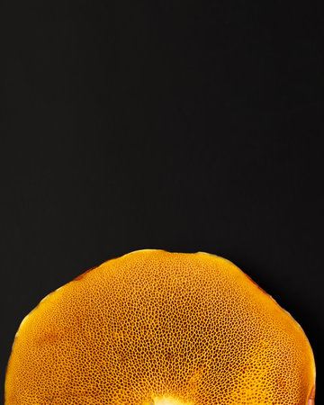 Close-up of butter mushroom cap underside with detailed pores and bright yellow texture on black...