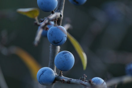 Blackthorn berries on a branch with blurred background. Blue fruits in autumn nature scene, detailed texture of wild berries in natural light.の写真素材