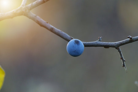 Blackthorn berries on a branch with blurred background. Blue fruits in autumn nature scene, detailed texture of wild berries in natural light.の写真素材