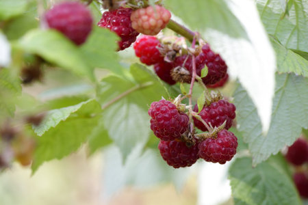 Close-up of ripe red raspberries growing on a bush. Fresh summer berries with green leaves in...