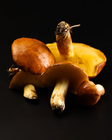 Group of fresh butter mushrooms on black background. Edible wild mushrooms with brown caps and...