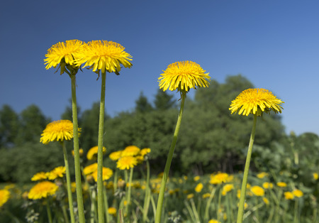 Dandelions close up against the sky.の写真素材