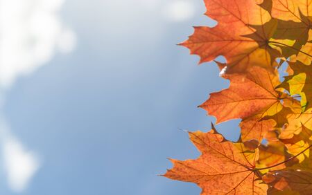 Bright yellow maple leaves on blue sky background in the backlight.の写真素材