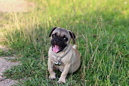 pugの写真素材