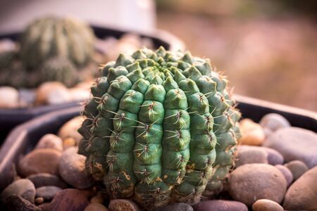 cactusの写真素材