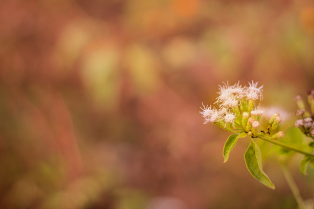 flowerの写真素材