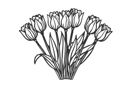 Hand drawn tulips. Isolated on white background. Vector illustration.のイラスト素材