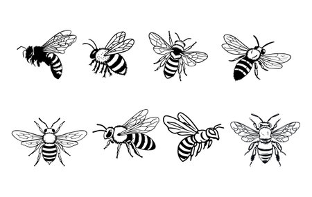 Set of hand drawn doodle bees isolated on white background. Vector illustration.のイラスト素材