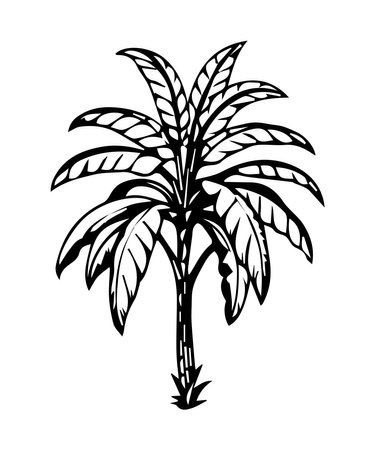 Tropical palm tree isolated on white background. Hand drawn vector illustration.のイラスト素材