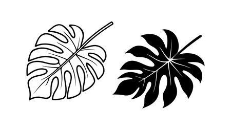 This image contains two stylized illustrations of Monstera deliciosa leaves. One leaf is rendered as a black line drawing on a white background, while the other is a solid black silhouette against a white background. Both leaves are depicted in a simplified, graphic style, emphasizing their characteristic shape and texture. The overall aesthetic is clean, minimalist, and easily adaptable for various design applications. The contrast between the black and white elements creates a visually striking effect.のイラスト素材