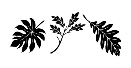 This image features three black silhouettes of leaves against a white background.  One is a monstera leaf, another is a branch with several oak leaves, and the third is a single oak leaf. The style is simple and graphic, with bold outlines and solid black fills. The leaves are depicted in a slightly stylized manner, not photorealistic. The overall mood is clean and minimalist.  The composition is balanced, with the leaves arranged across the image.のイラスト素材