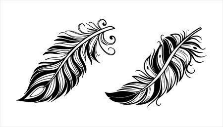 Feathers on a white background. Vector illustration for your designのイラスト素材