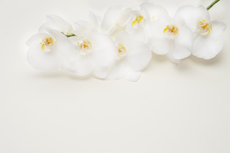 romantic branch of white orchidの写真素材