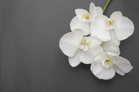 romantic branch of white orchid on gray backgroundの写真素材