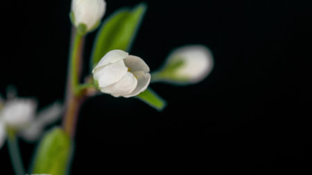 time lapse of cherry blossom opening in macro photography on black background, 4k videoの写真素材