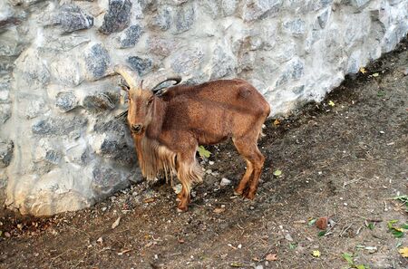 goat animal mammal brown zooの写真素材