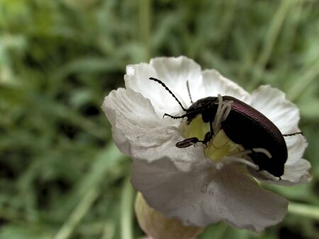 beetle on flower carnation. close-upの写真素材