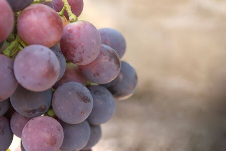 grape. Close-up