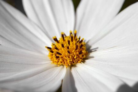 white beautiful flowers cosmos. close-upの写真素材