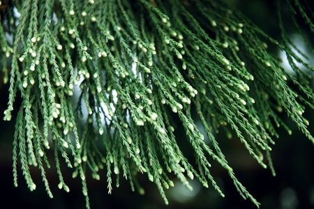 brunch of christmas tree. natureの写真素材