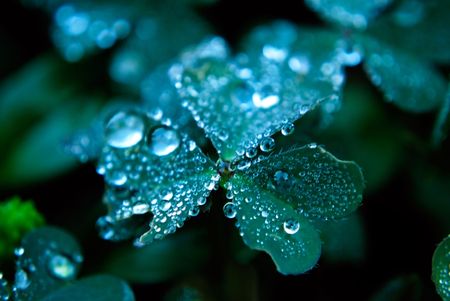 clover leaf with drops. macroの写真素材