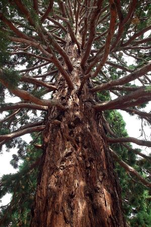 evergreen tree sequoiaの写真素材