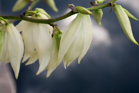 white yucca flowers の写真素材