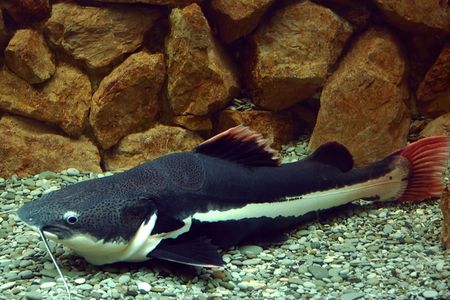 sea catfish. Closeupの写真素材