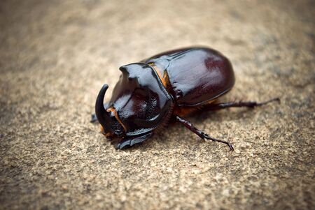 bug. macroの写真素材