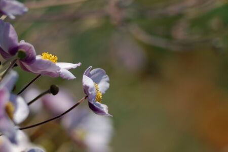 beautiful flower anemona. Closeupの写真素材