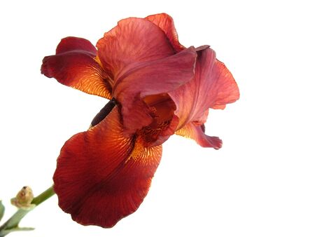 isolated beautiful flower irisの写真素材