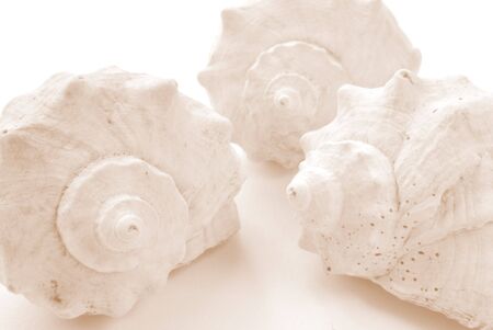 isolated shells on white. closeupの写真素材