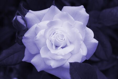 beautiful flower rose. closeupの写真素材