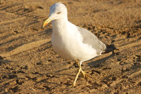 sea bird seagull. nature close-upの写真素材