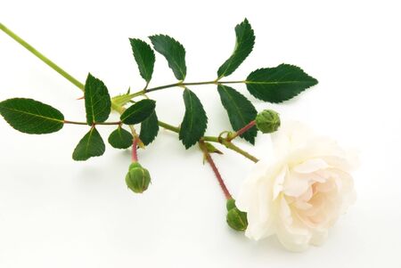 beautiful flower rose. closeupの写真素材