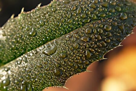 water drops on leaf. natureの写真素材