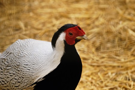pheasant Lophura nycthemerus. close-upの写真素材