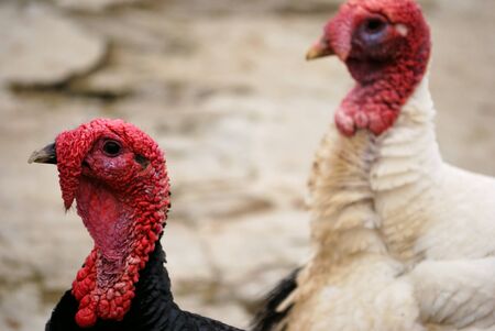 black and white turkeys. close-up