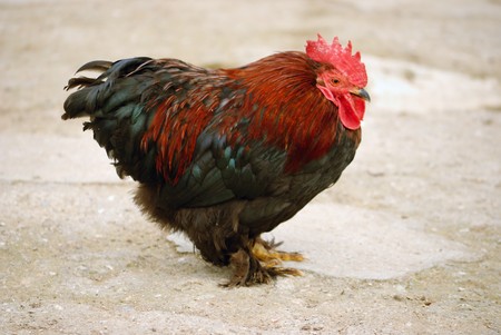 colored cock. rural ird. close-up