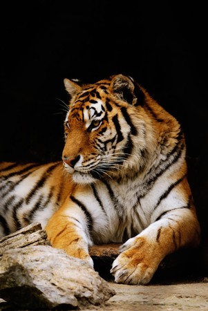 beauty orange striped tiger. close-upの写真素材