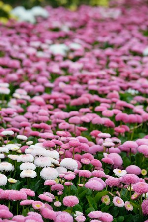 meadow of flower daisy. natureの写真素材
