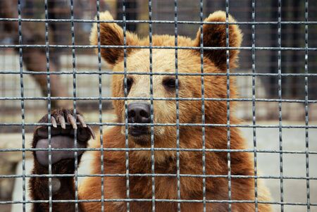 sad bear in zoo. animalsの写真素材