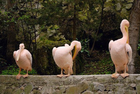 beautiful water bird Pink-backed Pelicanの写真素材