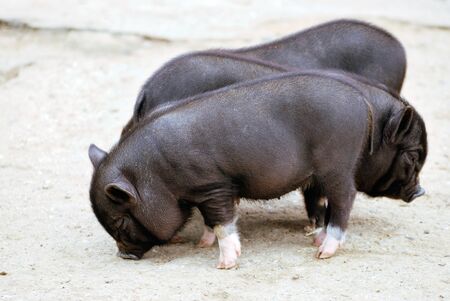 three black small pigsの写真素材